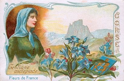 La gentiane asclépiade appartient à la nombreuse famille des gentianées ou gentianacées. On trouve cette espèce dans les montagnes de la Corse ainsi que dans les lieux humides et ombragés. Les gentianées sont riches en principes amers et fébrifuges.