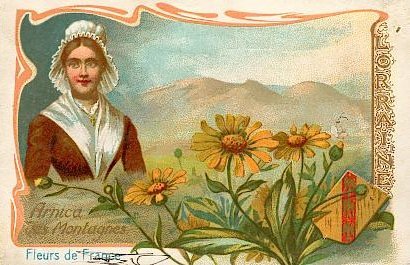 L'arnica des montagnes, famille des compos&eacute;es, cro&icirc;t dans les parties &eacute;lev&eacute;es et incultes des Alpes et des Pyr&eacute;n&eacute;es. Cette plante, de 30 &agrave; 40 cm de haut, est l'une des plus usit&eacute;es parmi les plantes officinales ; elle renferme de l'arnicine, et ses fleurs ou ses feuilles s&eacute;ch&eacute;es entrent dans la composition du th&eacute; suisse.