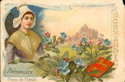 La pulmonaire est une plante vivace de la famille des borragin&eacute;es, tr&egrave;s r&eacute;pandue dans les bois de l'Est et dans la Normandie. On emploie ses feuilles et ses fleurs en infusions adoucissantes et astringentes, utile dans les maladies de poitrine. La combustion de cette plante fournit une assez forte dose de potasse, engrais chimique de grande valeur.