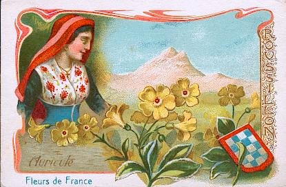 L'auricule, ou oreille d'ours, de la famille des primulac&eacute;es, est le type qui a fourni les auricules de nos jardins. Cette plante est originaire des Alpes et des Pyr&eacute;n&eacute;es. Les Hollandais et les anglais l'ont, depuis plusieurs si&egrave;cles, cultiv&eacute;e et am&eacute;lior&eacute;e et ont obtenu un grand nombre de vari&eacute;t&eacute;s. Ils sont pass&eacute;s ma&icirc;tre dans la culture de cette plante.